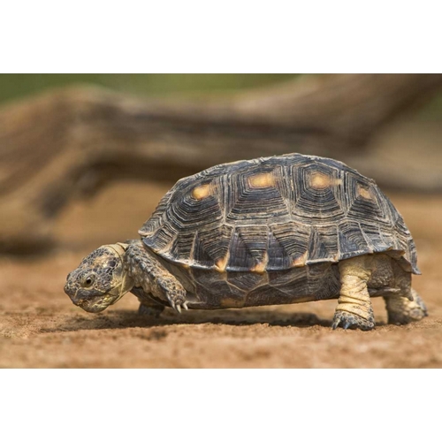 Texas, Rio Grande Valley Texas tortoise